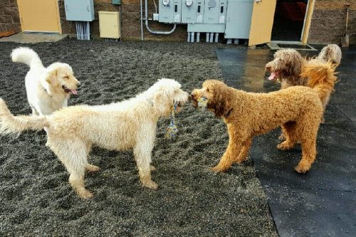Image Result For Dog Training Classes Vancouver Wa Image Result For Dog Training Classes Vancouver Wa