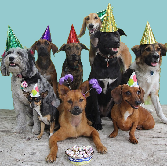 dog birthday parties near me