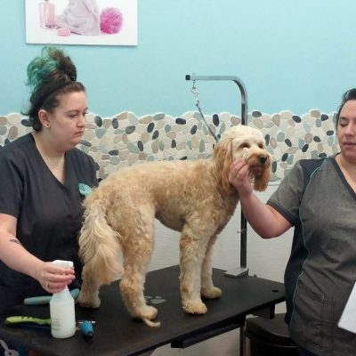 Doodle Grooming Class K9toFive_4