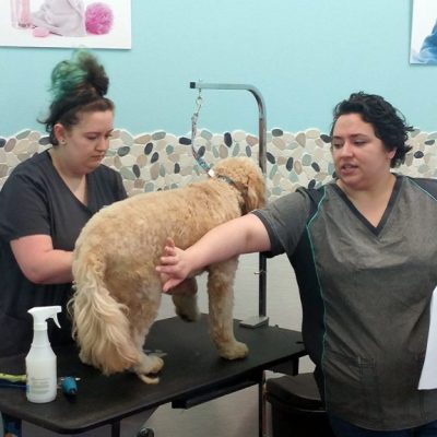 Doodle Grooming Class K9toFive_5