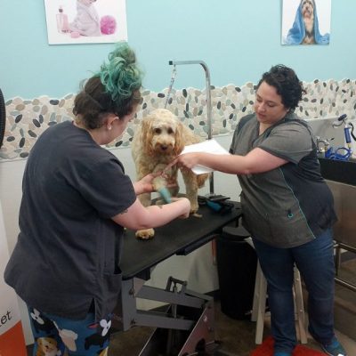 Doodle Grooming Class K9toFive_6