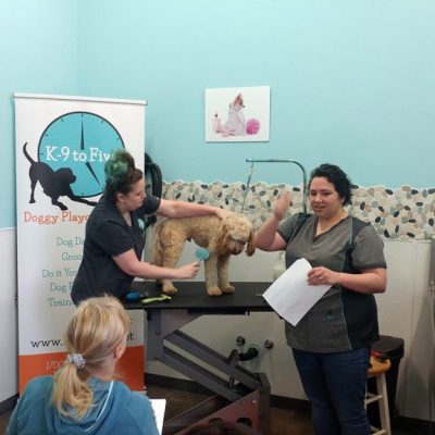 Doodle Grooming Class K9toFive_8