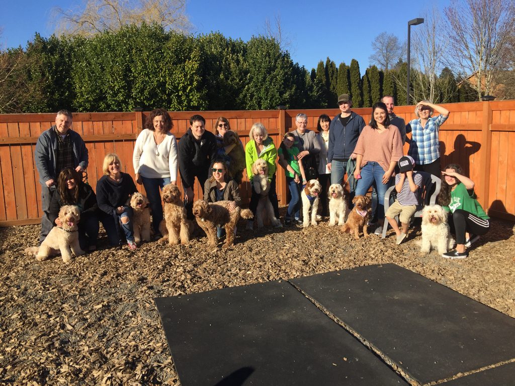 Columbia Springs Labradoodles Play date at K 9 to Five Doggy Day Care