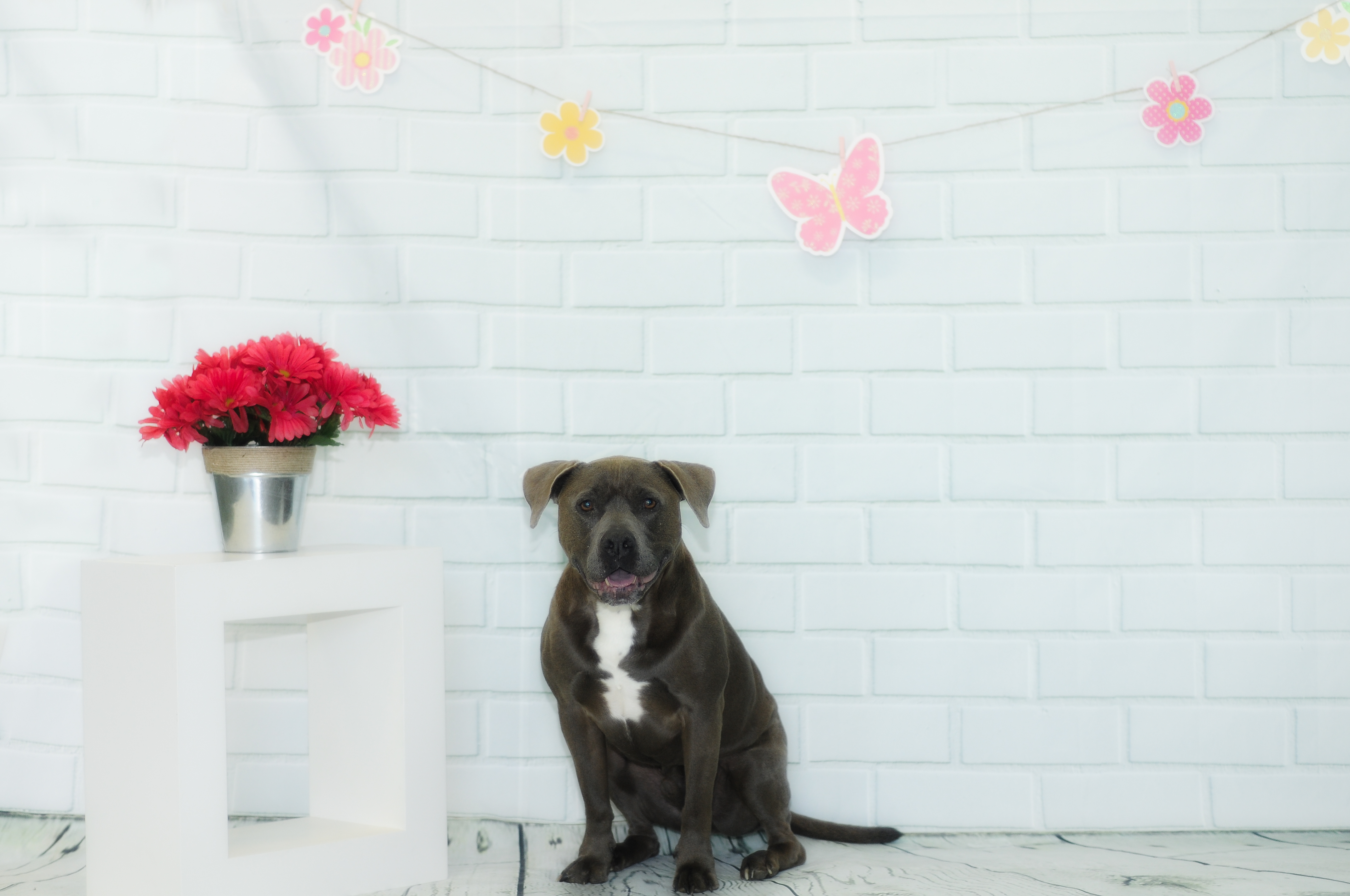 k9may2019-5