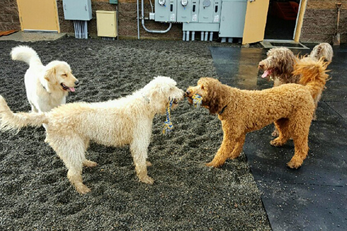 Outdoor Dog Daycare_K9 to Five Dog Daycare Vancouver Washington_6