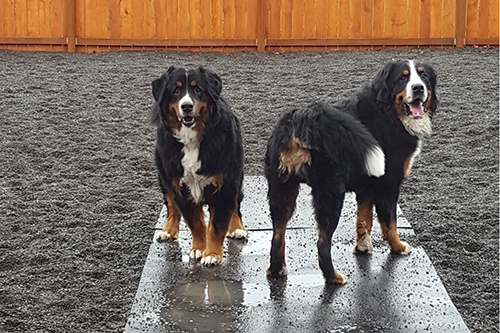 Outdoor Dog Daycare_K9 to Five Vancouver Washington_1