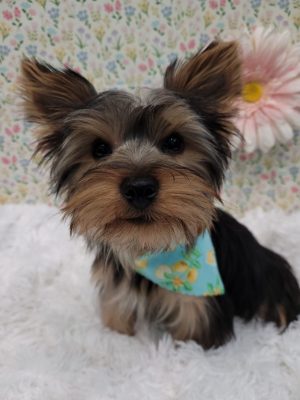 All Breeds Dog Grooming_K9 to Five_Vancouver Washington_4
