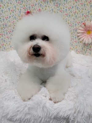 Professional Dog Grooming_K9 to Five_Vancouver Washington_5