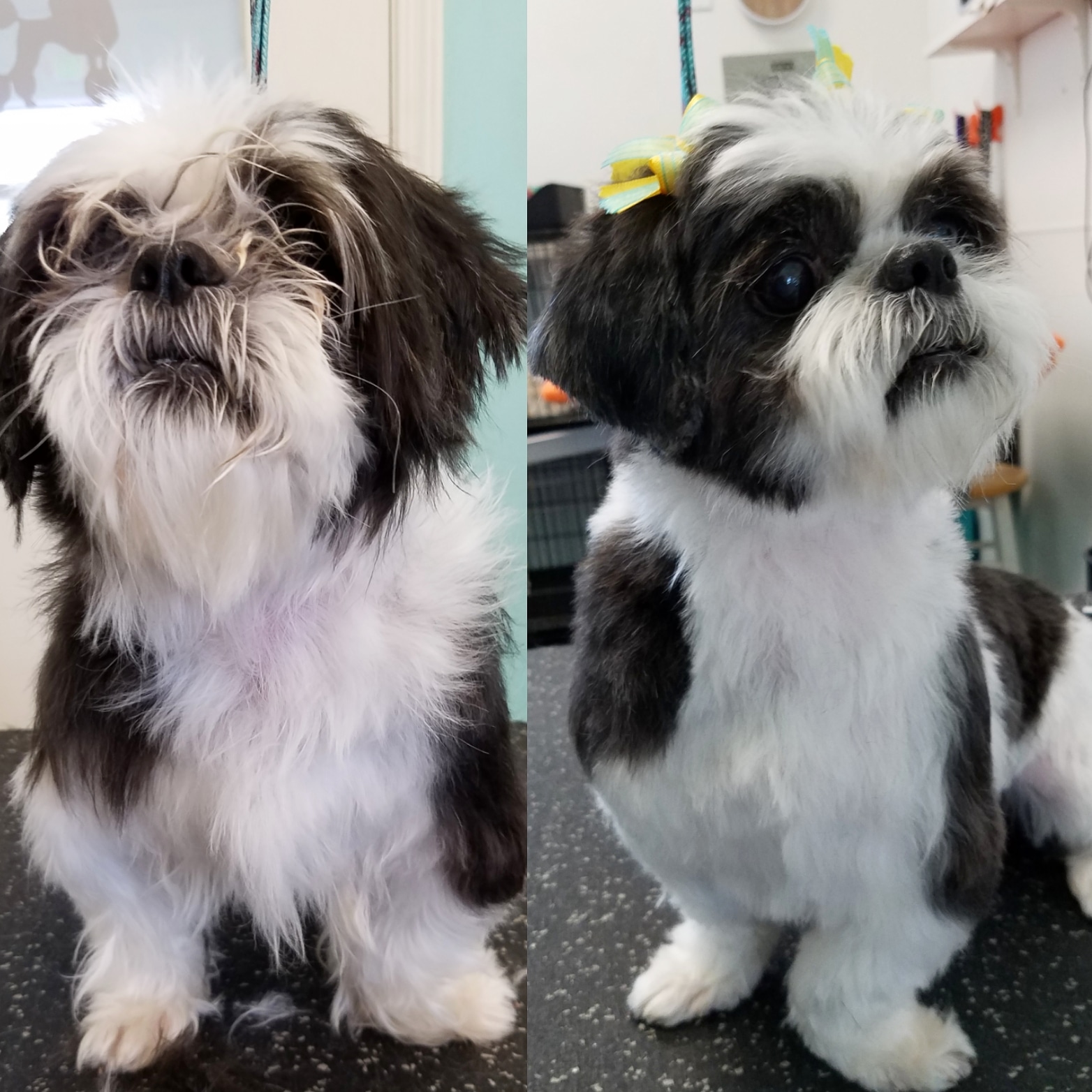 Professional Dog Grooming_K9 to Five_Vancouver Washington_7