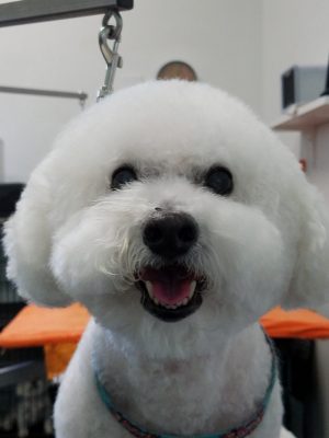 The Best Dog Grooming_K9 to Five_Vancouver Washington_2