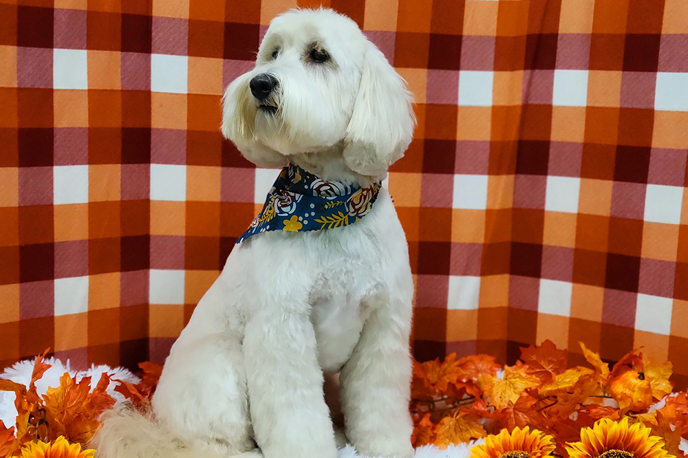 Doodle Grooming_K-9 to Five Dog Grooming_Vancouver Washington