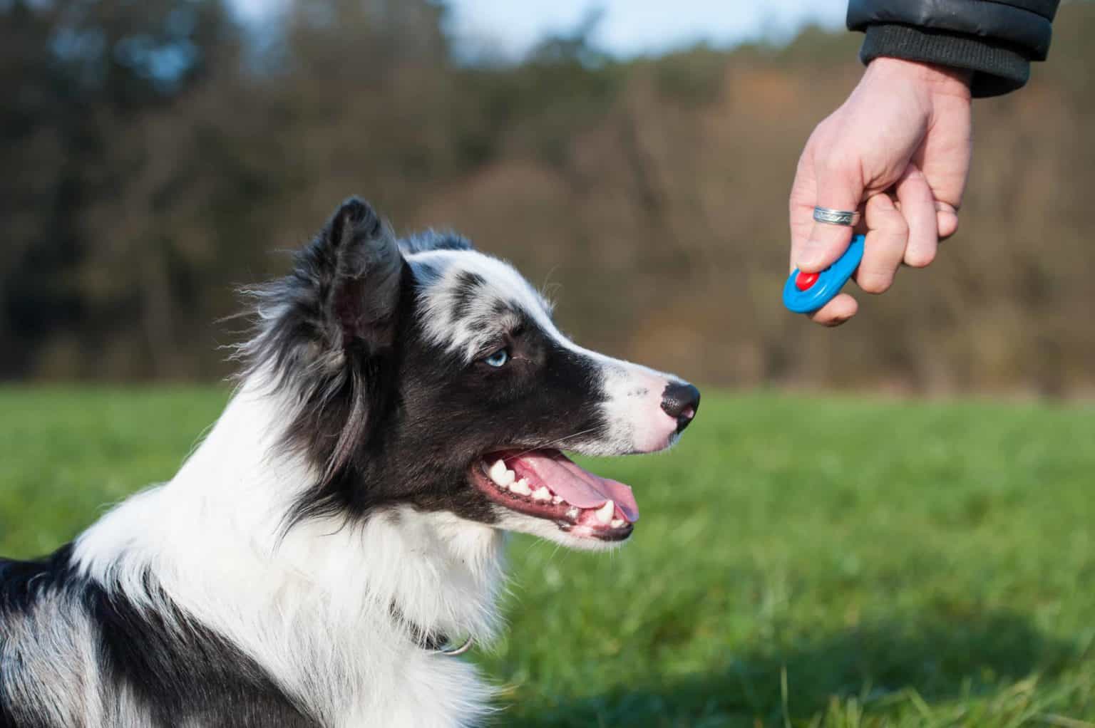 Clicker Training K9 to Five Vancouver Washington