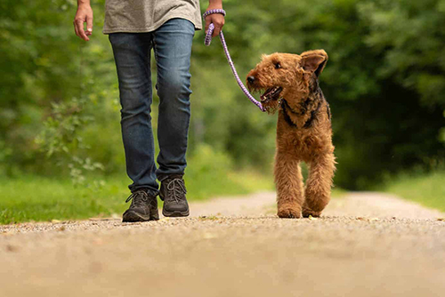 well trained dog-training classes at K9 to Five Camas Washington_sm