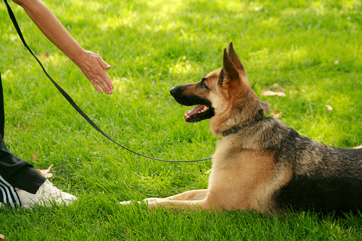 Down Stay training on leash