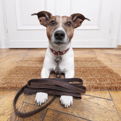 dog leather leash