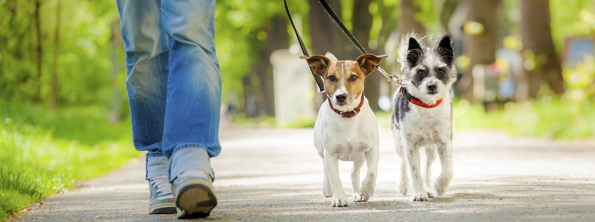 dogs going for a walk