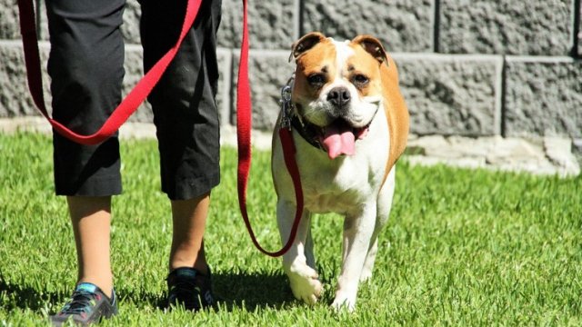 dog on leash