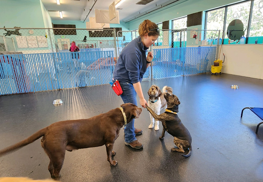 Bella_Dog Training K9 to Five Vancouver Washington_1 Bella_Dog Training K9 to Five Vancouver Washington_1